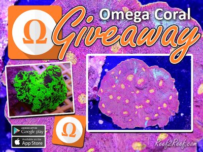 Omega Coral Contest.jpg