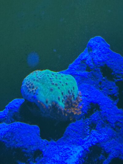 IMG_1857.jpeg