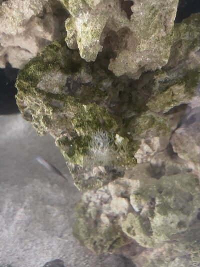 IMG_0159.jpeg