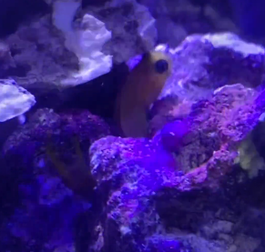 blenny.PNG
