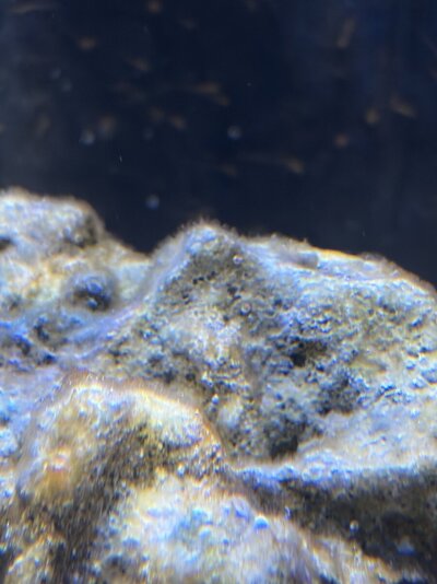 IMG_1935.jpeg