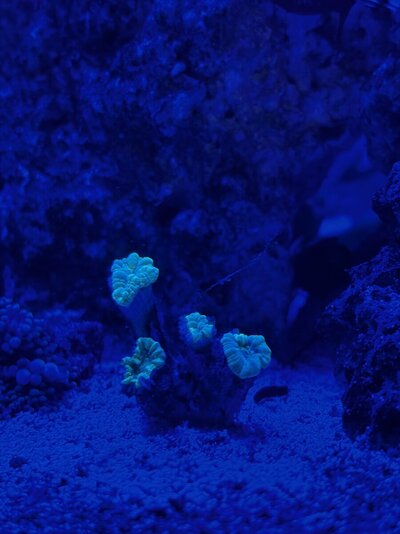 IMG_3785.jpeg
