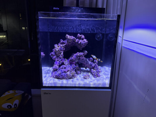 fish tank.jpg fish tank.jpg