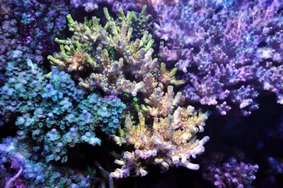 coral acros td2.jpg