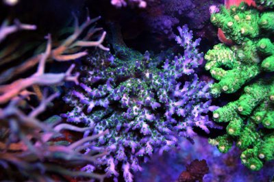 coral acros td4.jpg
