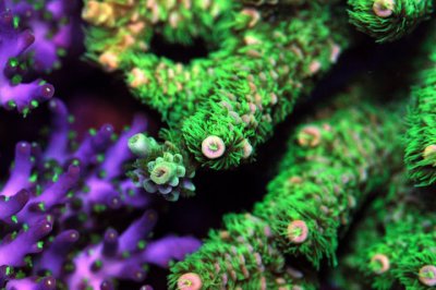 coral macro3.jpg