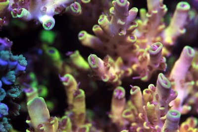 coral macro4.jpg