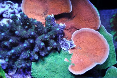 coral montis td.jpg