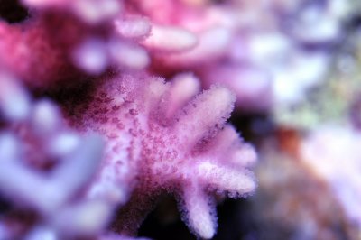 coral macro6.jpg