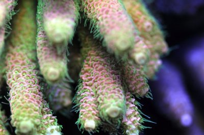 coral macro9.jpg