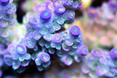 coral macro12.jpg