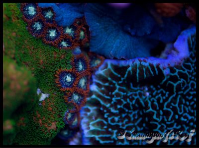 coral 3.jpg