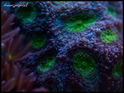 coral acan.jpg