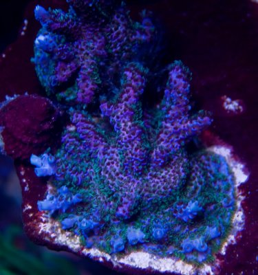 coral acro.jpg