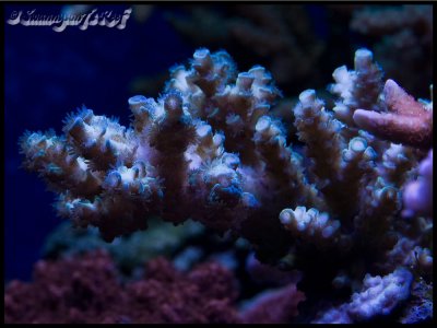 coral acro1.jpg