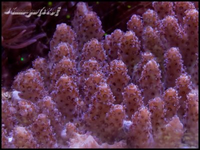 coral acro2.jpg