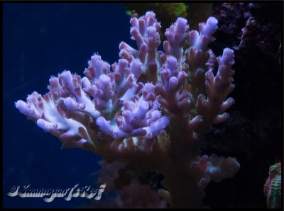 coral acro3.jpg