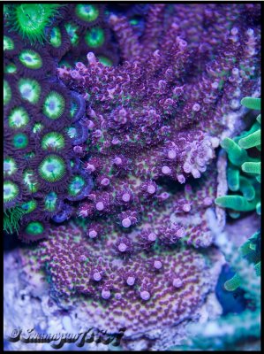 coral acro4.jpg