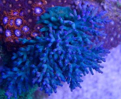 coral acro6.jpg