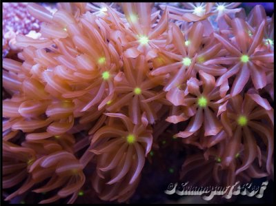 coral anthelia.jpg