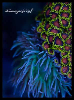 coral duncan.jpg