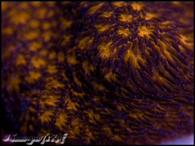 coral lepto.jpg