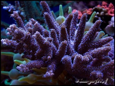 coral milli.jpg