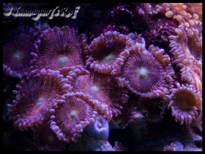 coral palys.jpg