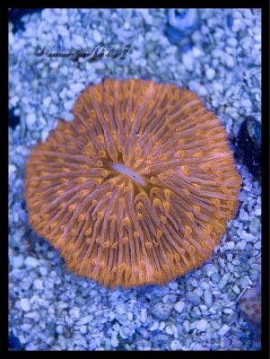 coral plate1.jpg