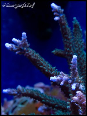 coral stag.jpg