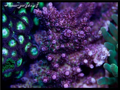 coral td.jpg