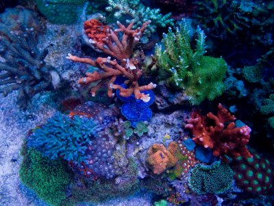coral td2.jpg