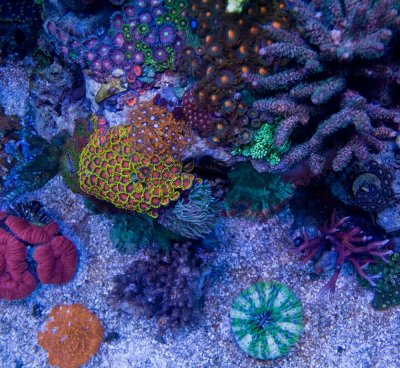 coral td3.jpg