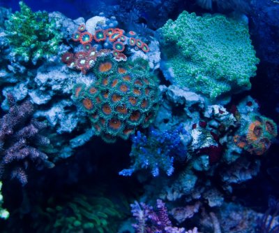 coral td4.jpg