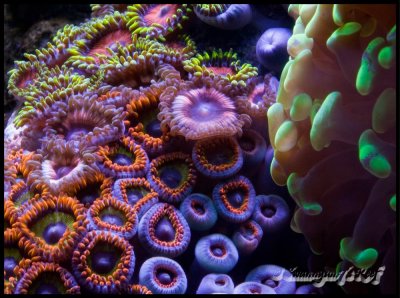 coral zoas.jpg