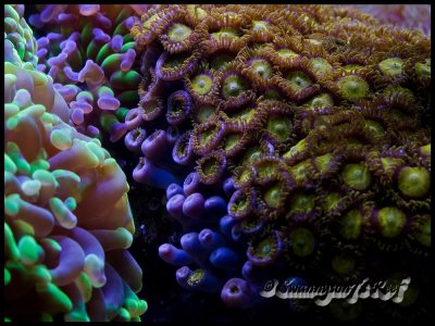 coral zoas2.jpg