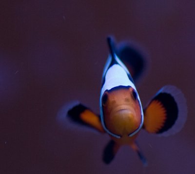 fish clown2.jpg