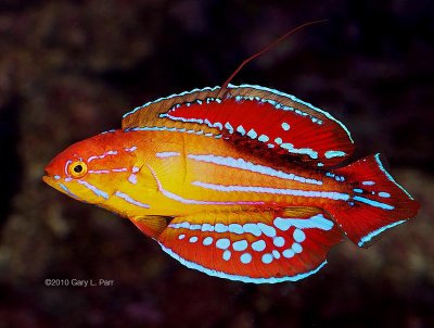 February 2017 Photo of the Month Contest: Wrasses