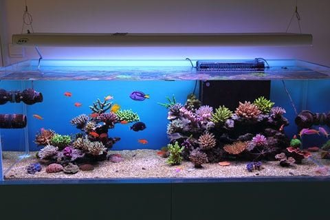 aquascape-ideas6.jpg