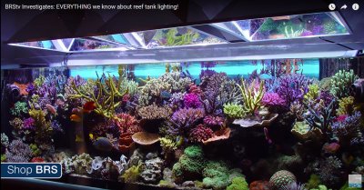 Testing Reef Lights: What would you like to see?