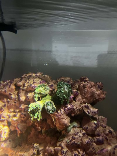 the frogspawn which has problems at night.jpg