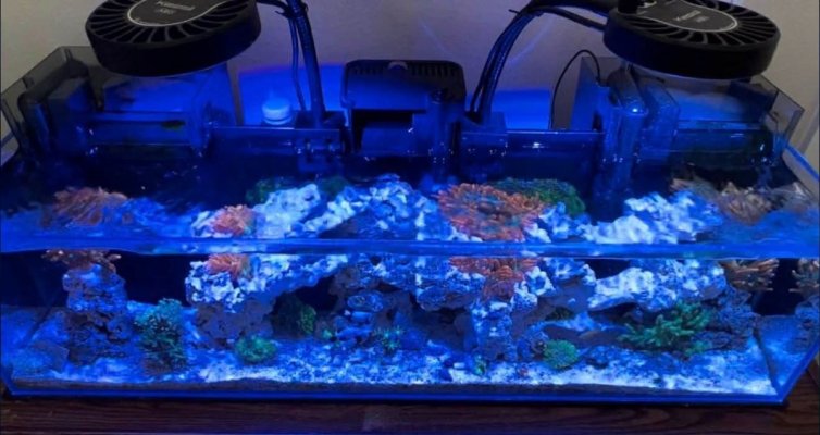 Kessil a80_2.jpg