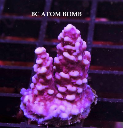 A BC ATOM BOMB.A..JPG