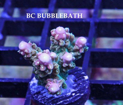 A BC BUBBLEBATH UNICORN.JPG