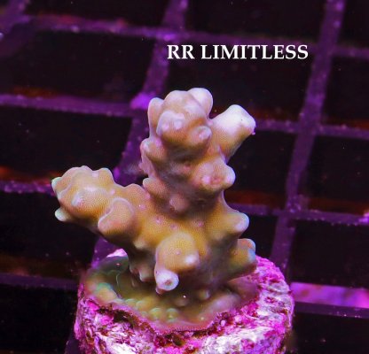 A RR LIMITLESS.JPG A RR LIMITLESS.JPG