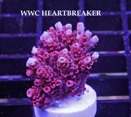 A WWC HEARTBREAKER.JPG A WWC HEARTBREAKER.JPG