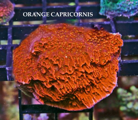 ORANGE CAPRICORNIS.JPG ORANGE CAPRICORNIS.JPG