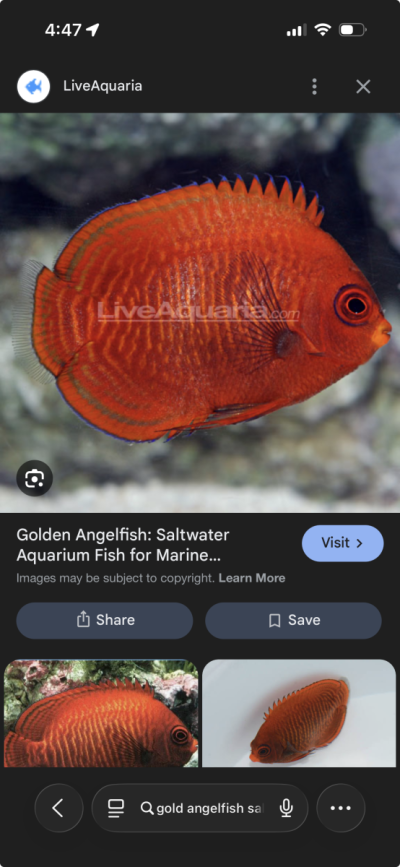 gold angelfish saltwater - Google Search.png