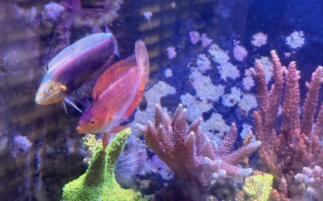 Wrasses.JPG