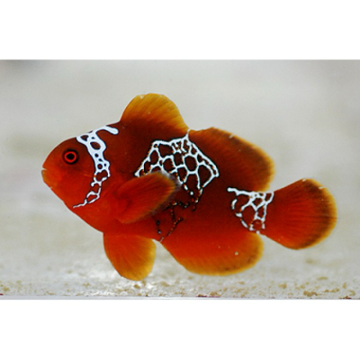 20260201_194646_264D234A-A014-45DE-BF67-6C2C745A1A7B.png